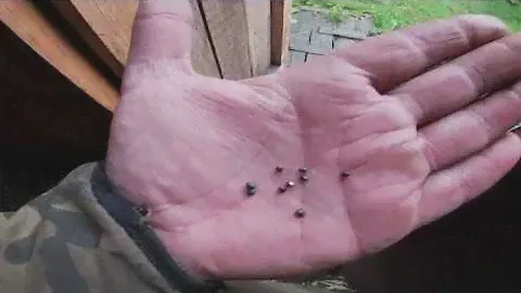 20 калибр, пробы само-литой, мелкой дроби!!!
